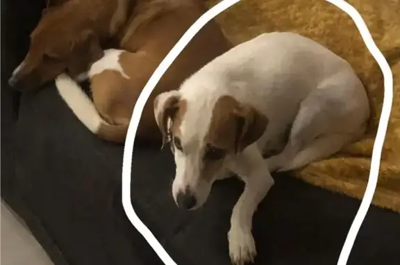 Animaux perdus Paris, photo: Chien perdu, La Pelluais, Tramain, Paris - jack russel blanche avec taches fauve