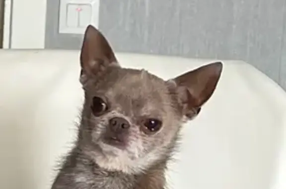 Костя лілового окрасу маленька чихуахуа в руки рідко кому дається , відзивається на костя , вийшов з квартири останній раз бачили на садах 1