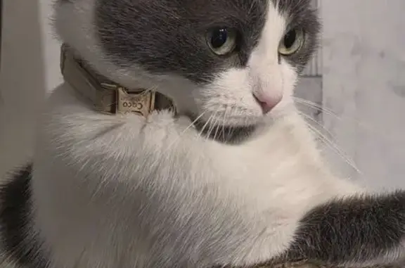 Animaux perdus Lyon, photo: Chat perdu, Vitry-sur-Seine, Lyon - pelage blanc et gris