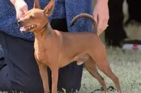 Lost male dog, Tenterfield, New South Wales - red miniature pinscher - photo