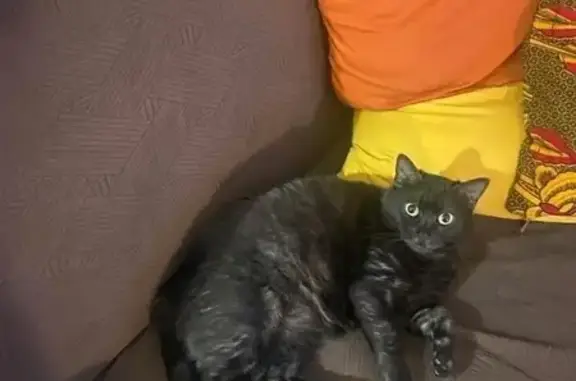 Chat perdu, Montreuil, photo: Chat perdu, Rue du Capitaine Dreyfus, Montreuil - femelle noire cendré