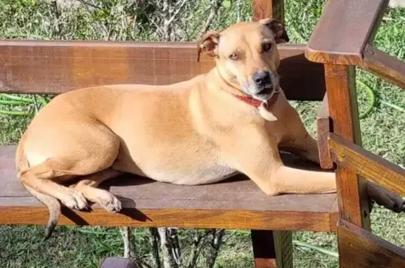 Cachorro perdido Fêmea (brl002708) - photo