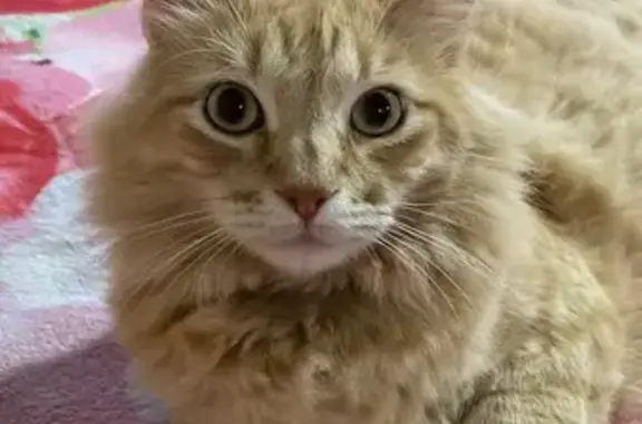 Gato desaparecido Macho (brl002707) - photo