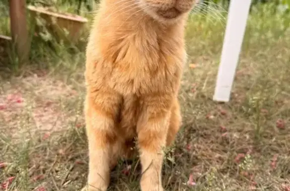 Animaux trouvés Lyon, photo: Chat trouvé, Rue de l'Église, Lyon - très maigre au départ