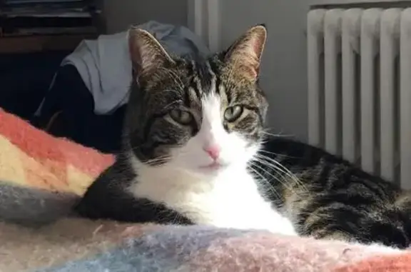 Chat perdu, Boulevard de Bellevue, Savigny-sur-Orge - tigré et blanc - photo