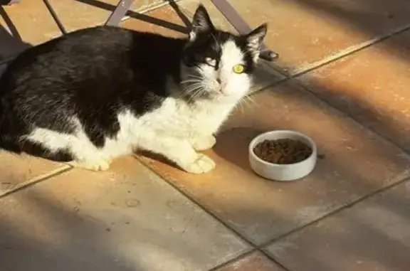 Animaux trouvés Lévignac, photo: Chat trouvé, Chemin de Montret, Menville, Lévignac - noir et blanc, blessé à la queue