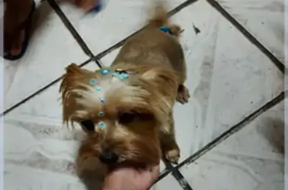 Cachorro perdido Fêmea (brl002709) - photo