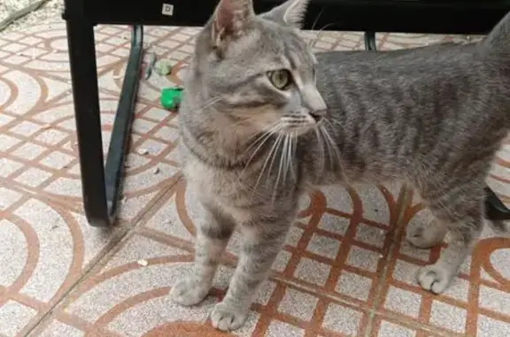 Animaux trouvés Perpignan, photo: Chat trouvé, Rue Étienne Dolet, Perpignan - gris tigré avec yeux verts