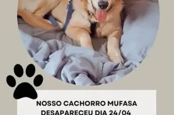 Cachorro perdido Macho (brl002710) - photo