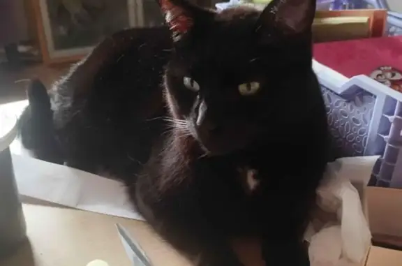 Chat perdu, Couëron, photo: Chat perdu, Rue Julien Geoffroy, Rennes - noir avec tâche blanche