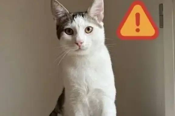 Animaux perdus Lamorlaye, photo: Chat perdu, Allée Gladiateur, Lamorlaye - blanc avec des taches grises