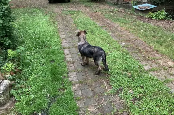 Chien trouvé Eauze, photo: Chien trouvé, Route d'Eauze, Eauze - mâle très jeune d’apparence Malinois