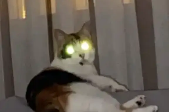 Gatos perdidos, Valencia, foto: Gato perdido, Puerto de Sagunto, Valencia - hembra tricolor