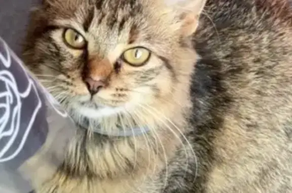 Animaux perdus Pouxeux, photo: Chat perdu, Chemin de Grebinfing, Jarménil - femelle avec collier gris