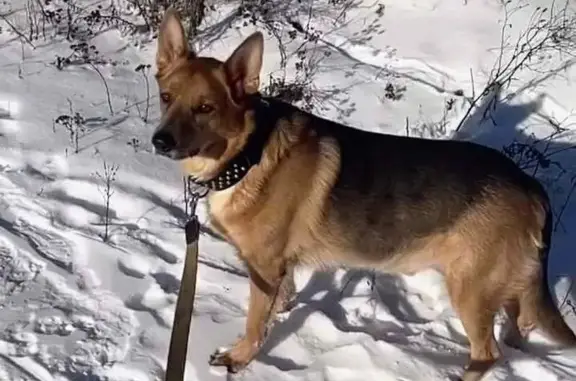 Зникла собака, вулиця Шевченка, 62, Тарасівка - золотисті головка і лапи - photo