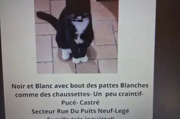 Chat perdu, Rue du Puits Neuf, Legé - Pompom avec tâche blanche - photo