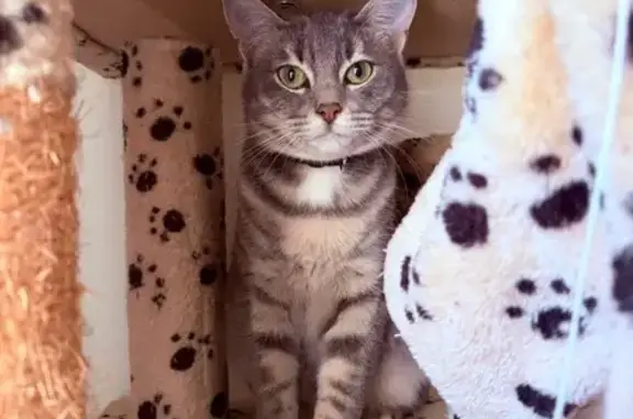 Animaux perdus Doue, photo: Chat perdu, Saint-Denis-lès-Rebais, Doue - petite nenette grise