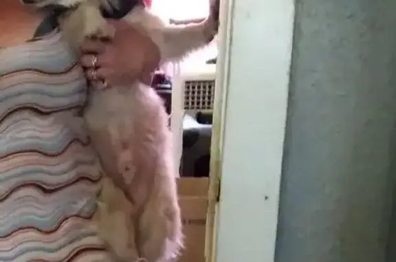 Lost male dog, West Main Street, Hillsboro - blonde and very friendly - photo