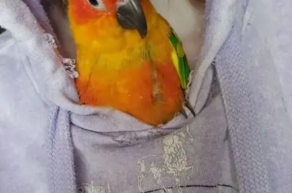 Lost bird, Eastabuchie Road, E...