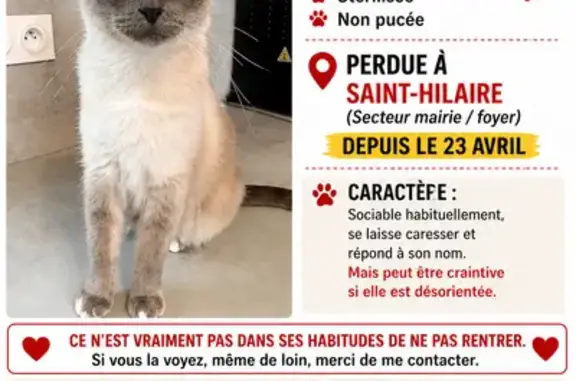 Chat perdu, Rue du Béal, Saint-Hilaire - photo