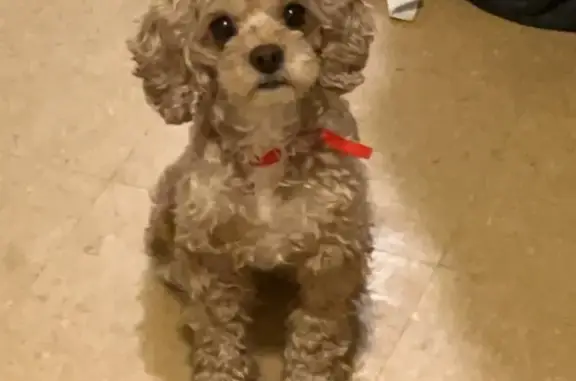 Lost dog, Cleveland: female with no tail - photo