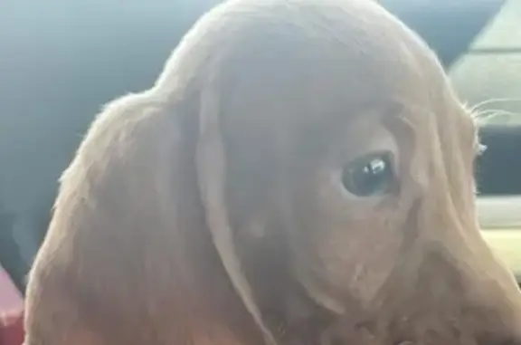 Lost dog, Northwest 14th Street, Grand Prairie - miniature dachshund - photo