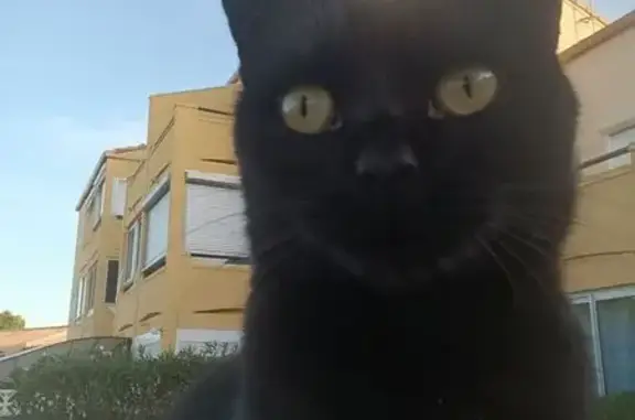 Chat perdu, Saint-Pierre-la-Mer, Strasbourg - photo
