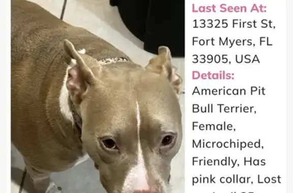 Missing dog Tulsa, photo: Lost dog, First Street, Fort Myers - female pitbull