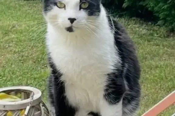 Animaux perdus Paris, photo: Chat perdu, Rue du Vieux Marais, La Couarde-sur-Mer - blanc et noir avec tache sur le menton