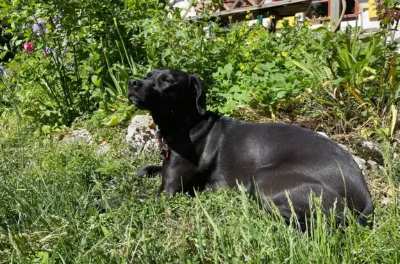 Animaux perdus Divonne-les-Bains, photo: Chien perdu, Moulin de l'Oie, 1, Bogis-Bossey - jeune chienne noire