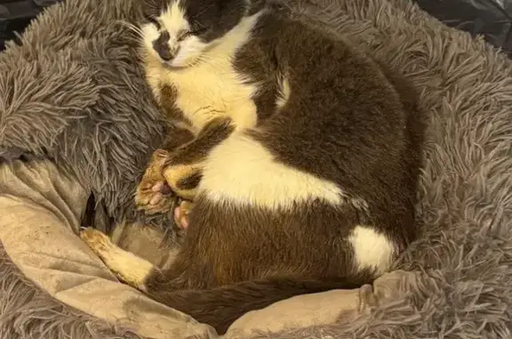 Chat perdu, Paris, photo: Chat perdu, Rue de Saint-Quentin, Caudry, Paris - gris et blanc