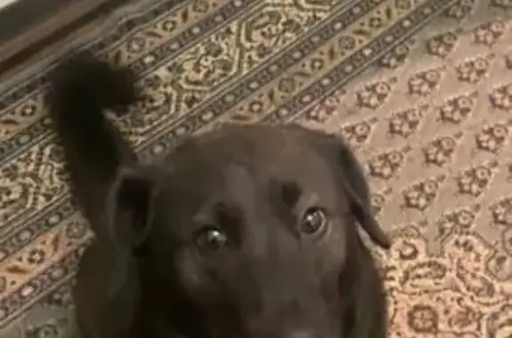 Зникла собака, Львів - photo