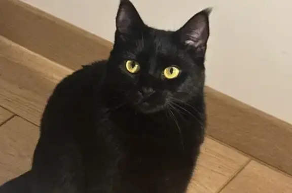 Animaux perdus Strasbourg, photo: Chat perdu, Rue des Champs, Herrlisheim - tache de naissance dans la bouche