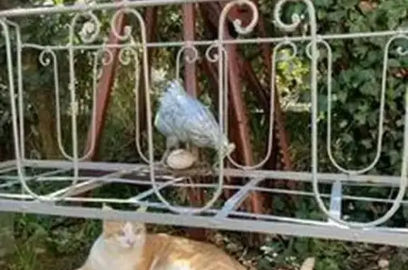 Animaux perdus Pertuis, photo: Chat perdu, Rue Saint-Roch, Pertuis - mâle roux et blanc