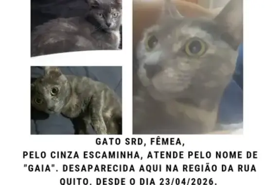 Gato desaparecido Fêmea (brl00...