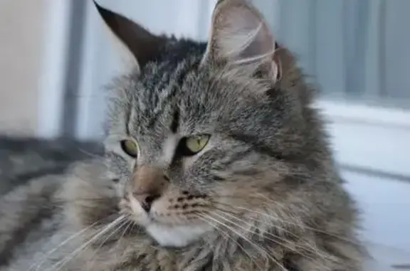 Chat perdu, Rue de la Vieille Gare, Rodez - mâle pixie bob - photo