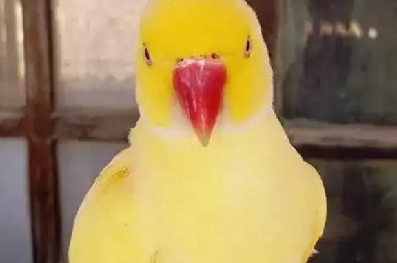 Pássaro encontrado Macho (brf0...