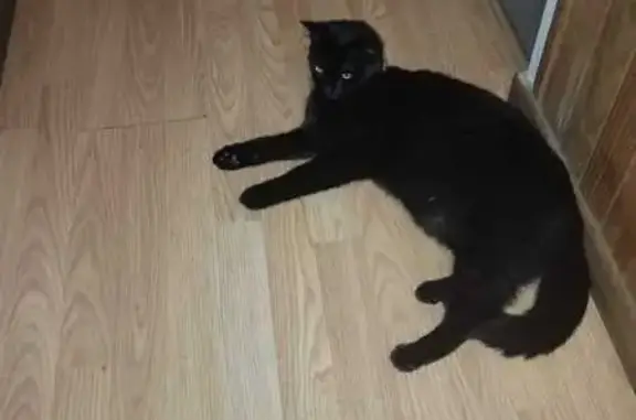 Chat perdu, Rue Gutenberg, Valenton, Lille - femelle toute noire - photo