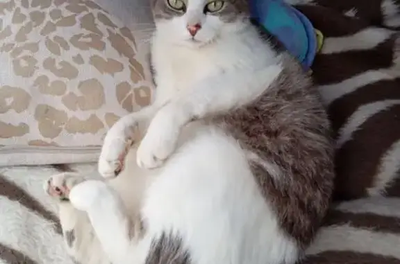 Animaux perdus Le Thou, photo: Chat perdu femelle, Le Thou