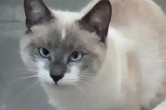 Chat perdu, Rue Montaigne, Saclay - femelle blanche et grise - photo