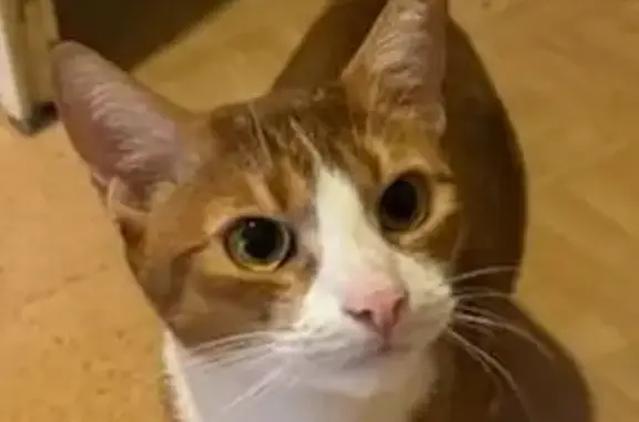 Animaux perdus Vénissieux, photo: Chat perdu, Rue Président Salvador Allende, Vénissieux - roux foncé et blanc