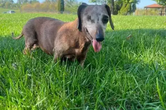 Missing dog Female, Pickerington (usl536016) - photo