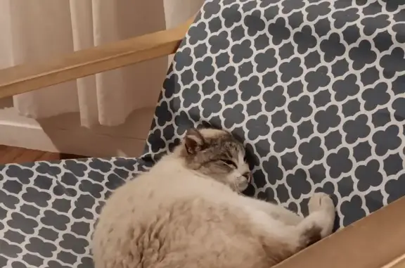 Chat perdu, Rue Georges Bourdais, 14, Rennes - pelage blanc cassé - photo