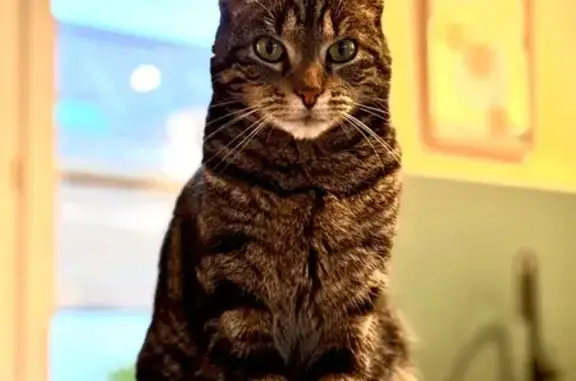 Chat perdu, Rue du Taile, Carquefou - petit gabarit, 2 ans - photo