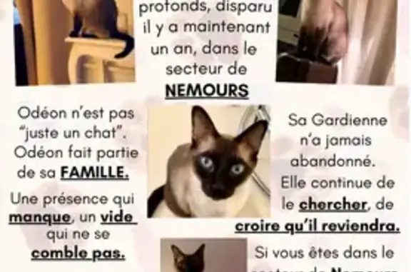 Chat perdu, Rue Sanson, 20, Nemours - siamois mâle - photo