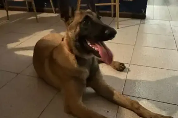 Chien trouvé, Le Tampon, Saint-Pierre - malinois mâle - photo