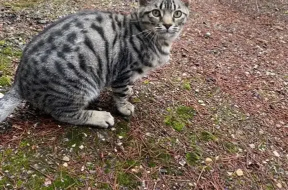 Gato perdido, Calatayud, Aragón - photo
