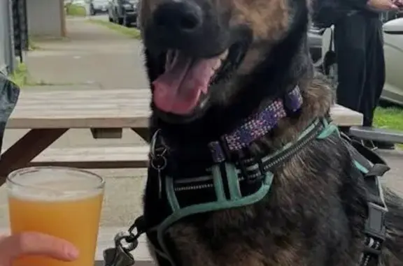 Missing dog Denver, photo: Lost dog, Soldier Creek Road, Denver - Shepard/Malinois with purple collar