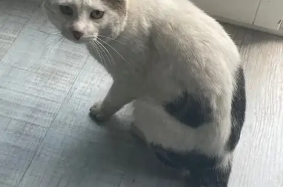 Animaux trouvés Paris, photo: Chat trouvé, Rue Marcel Pagnol, Châteauroux - blanc avec taches noires