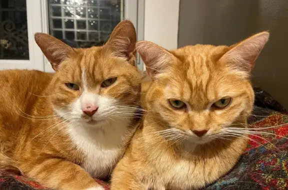 Animaux perdus Saint-Cloud, photo: Chat perdu, Saint-Cloud - femelle rousse et menue